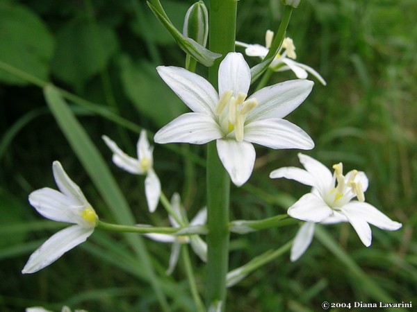  Image name: latte di gallina3.jpg 
 width: 600 pixel 
 height: 450 pixel 
 Size: 94459 bytes 
 Click to enlarge 